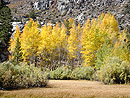 Autumn Aspens, Eastern Sierra Nevada, Aspendell, California, 2003