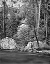 Merced River, Forest, Dogwood, Yosemite Valley, 1992