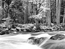 Merced River, Forest, Yosemite Valley, 1991