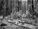Forest, Log, Autumn Foliage, Yosemite Valley, 1999