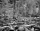 Merced River, Forest, Yosemite Valley, 2000