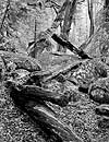Forest, Logs, Rain, Yosemite Valley, 2002