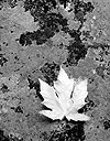 Maple Leaf, Granite, Yosemite Valley, 1999