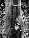 Fence Post, Barbed Wire, Oak Leaf In Knot Hole, 1992