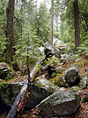 Rain, Forest, Eastern Yosemite Valley, 2003