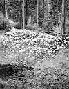 Autumn Foliage, Forest, Rain, Shasta County, California, 1991