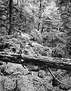 Eastern Yosemite Valley, Forest, 1992