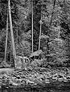 Forest, Boulders, Merced River, Yosemite Valley, 1999 (vertical)