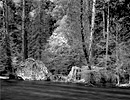 Merced River, Dogwood, Forest, Yosemite National Park, 2000