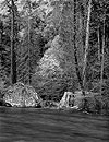 Merced River, Dogwood, Forest, Yosemite National Park, 2000