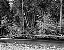 Dogwood, Forest, Tenaya Creek, Yosemite National Park, 2000