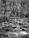 Merced River, Forest, Yosemite Valley, #2, 2000