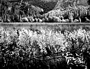 Leidig Meadow, Autumn Foliage, Yosemite Valley, 1992