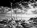 Snags, Carson Pass, California, 1995