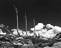 Snags, Carson Pass, California, 1989