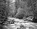 Tenaya Creek, Dogwood, Forest, Yosemite National Park, 2000